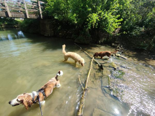 Dirty Hounds