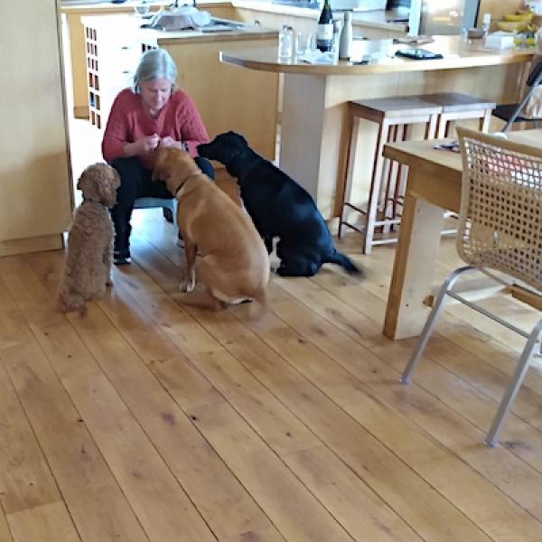 Vet-Pet-Sit
