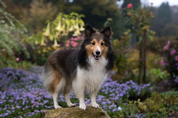 Waggamuffins Dog Grooming