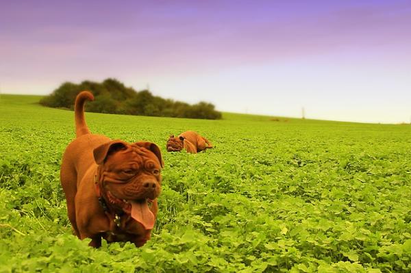 Waggamuffins Dog Grooming