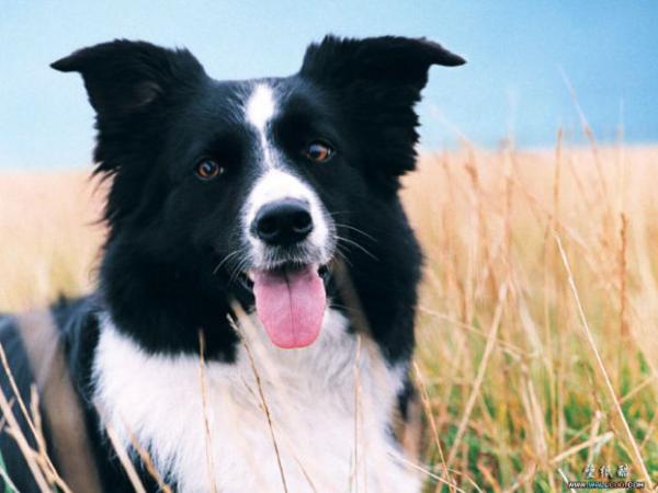 Waggamuffins Dog Grooming
