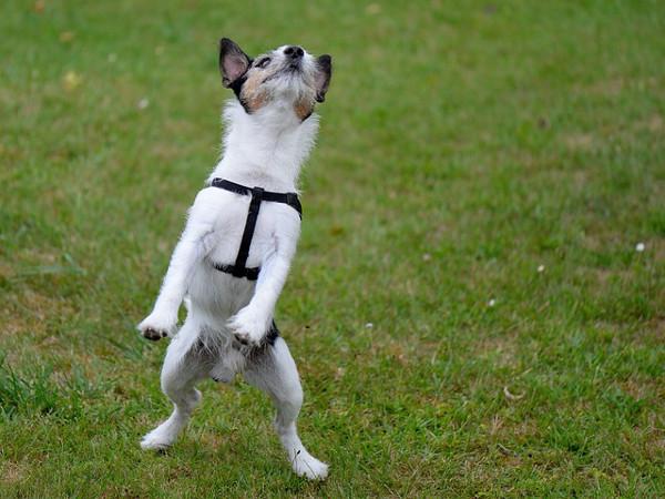Waggamuffins Dog Grooming