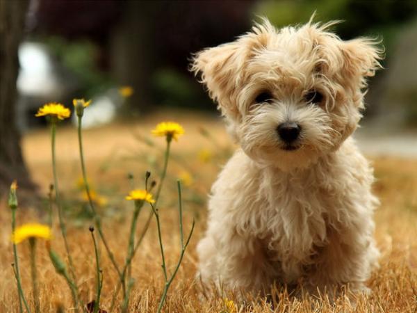 Waggamuffins Dog Grooming