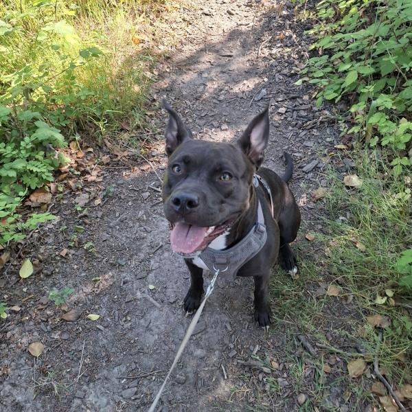 A Dogs Day Pet Services