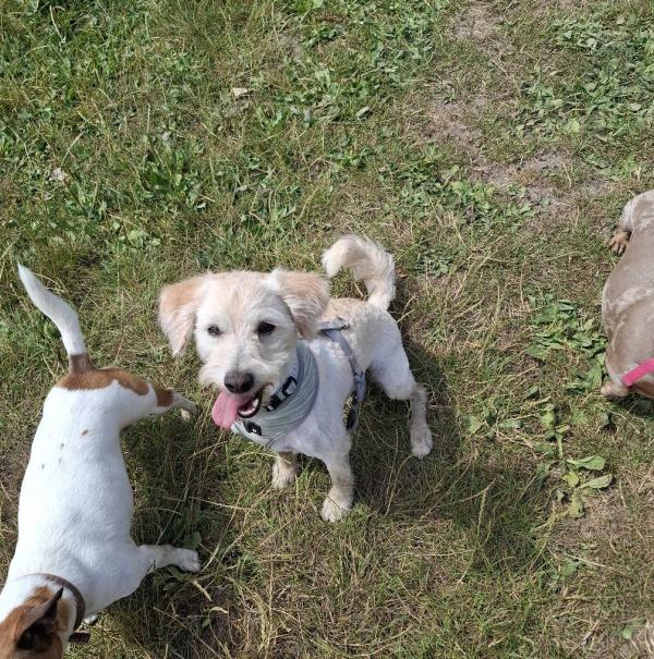 A Dogs Day Pet Services