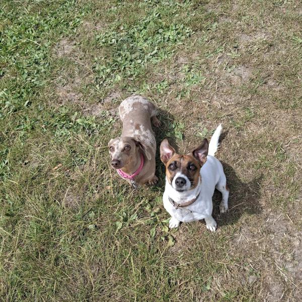 A Dogs Day Pet Services