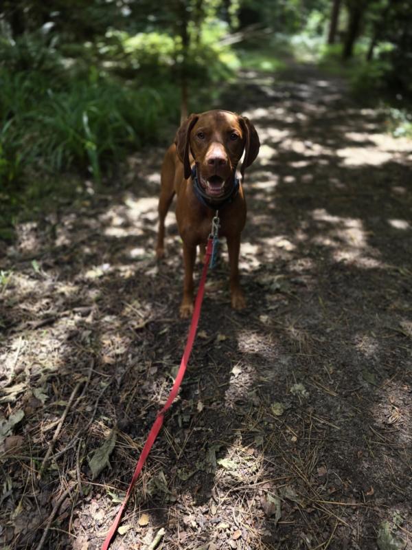 A Dogs Day Pet Services