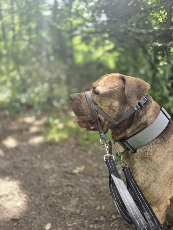A Dogs Day Pet Services