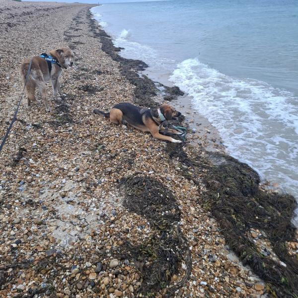 A Dogs Day Pet Services