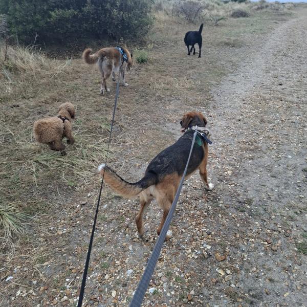 A Dogs Day Pet Services
