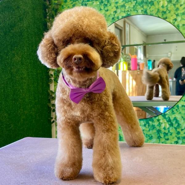 Groomingtails UK