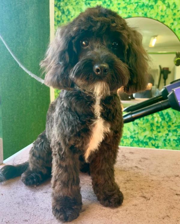 Groomingtails UK