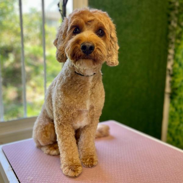 Groomingtails UK