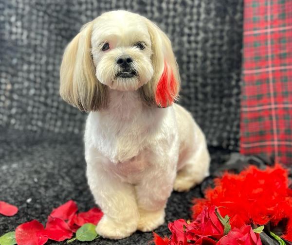 Groomingtails UK
