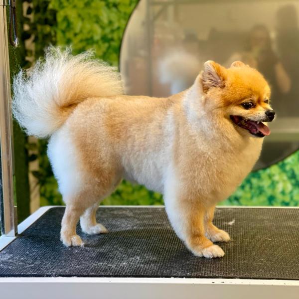 Groomingtails UK
