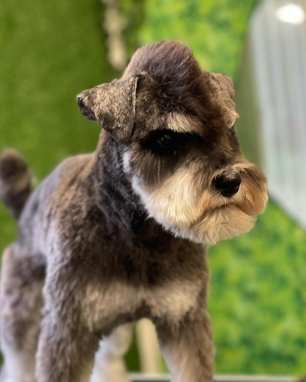 Groomingtails UK