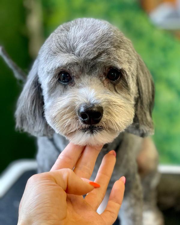 Groomingtails UK