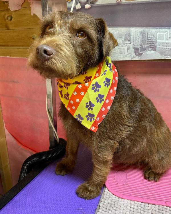Hatties Pet Services