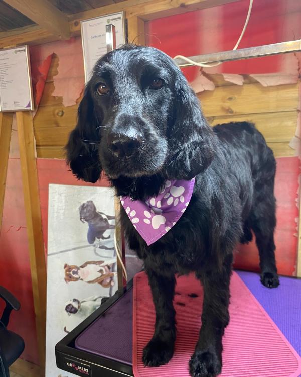 Hatties Pet Services