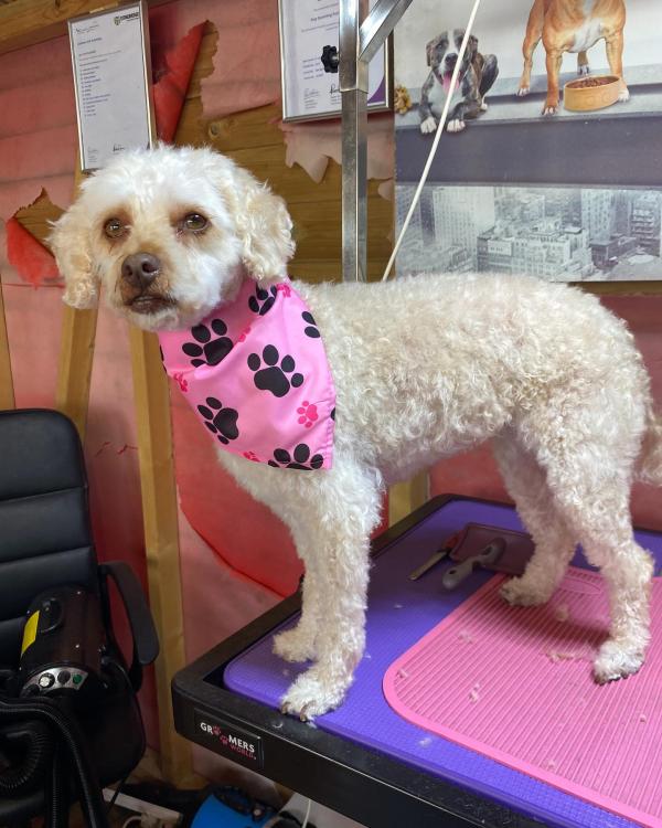 Hatties Pet Services