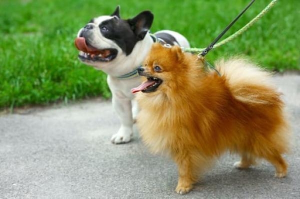 'Barneys' pet care services