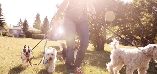 AnimaLia Pet Services