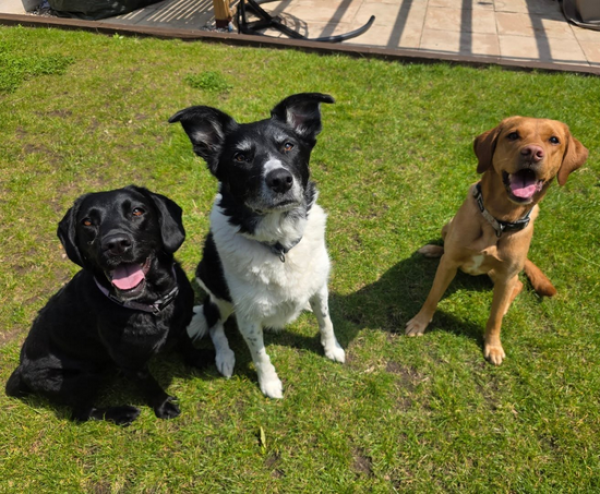 AnimaLia Pet Services