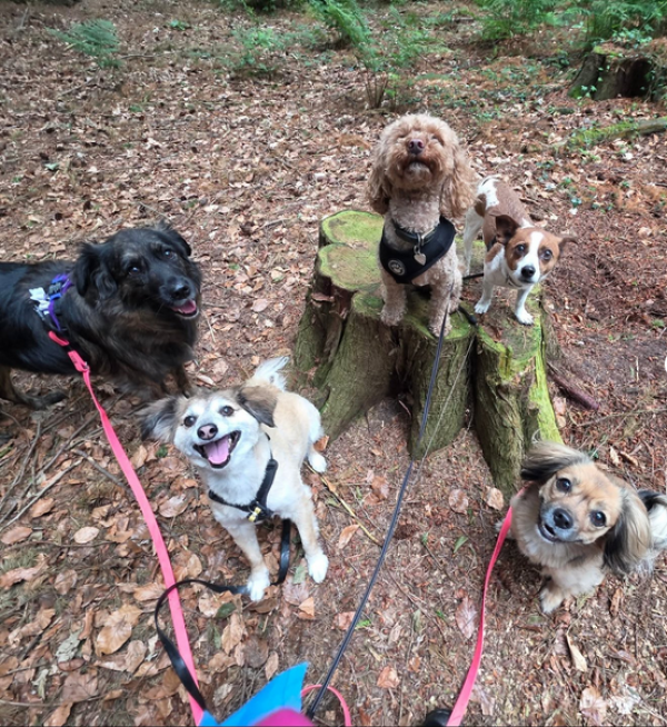 AnimaLia Pet Services