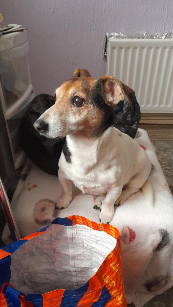 Walk and Wag Dog Walking and Pet Sitting Service