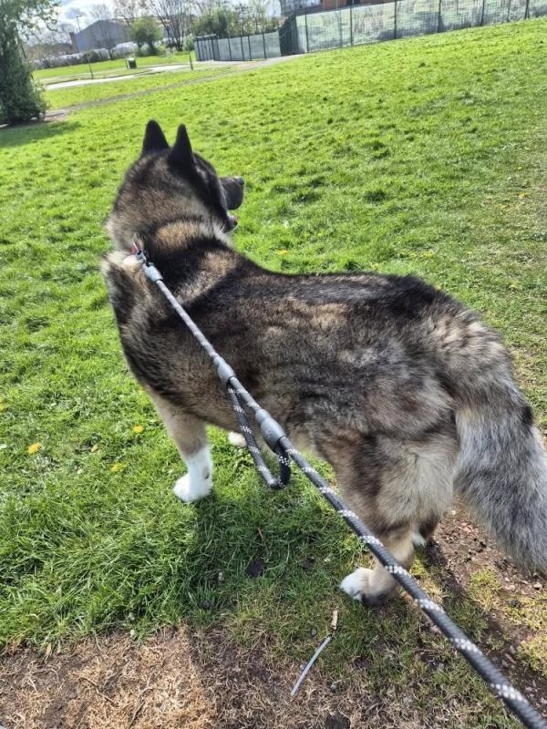 Walk and Wag Dog Walking and Pet Sitting Service
