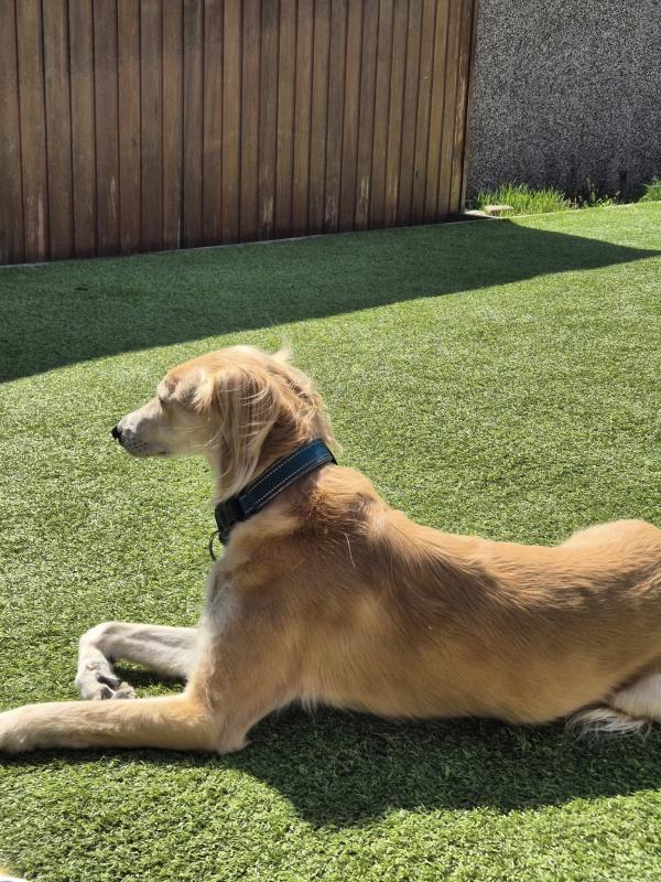 Walk and Wag Dog Walking and Pet Sitting Service