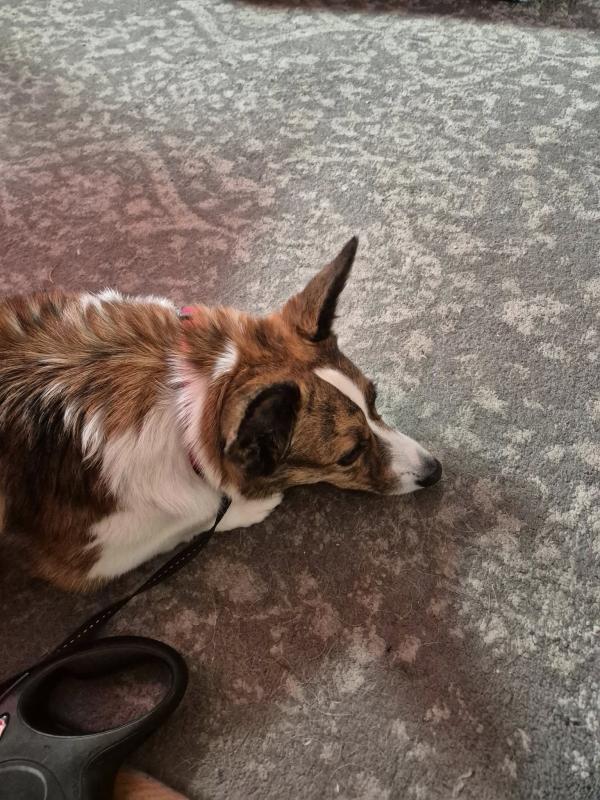 Walk and Wag Dog Walking and Pet Sitting Service