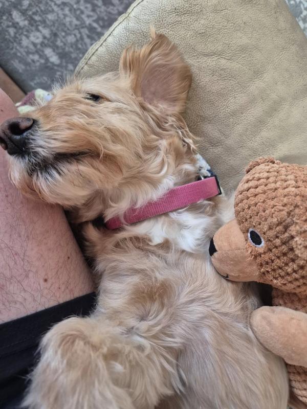 Walk and Wag Dog Walking and Pet Sitting Service