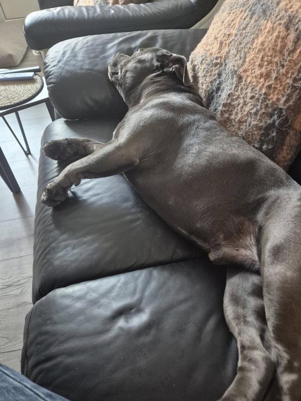 Walk and Wag Dog Walking and Pet Sitting Service