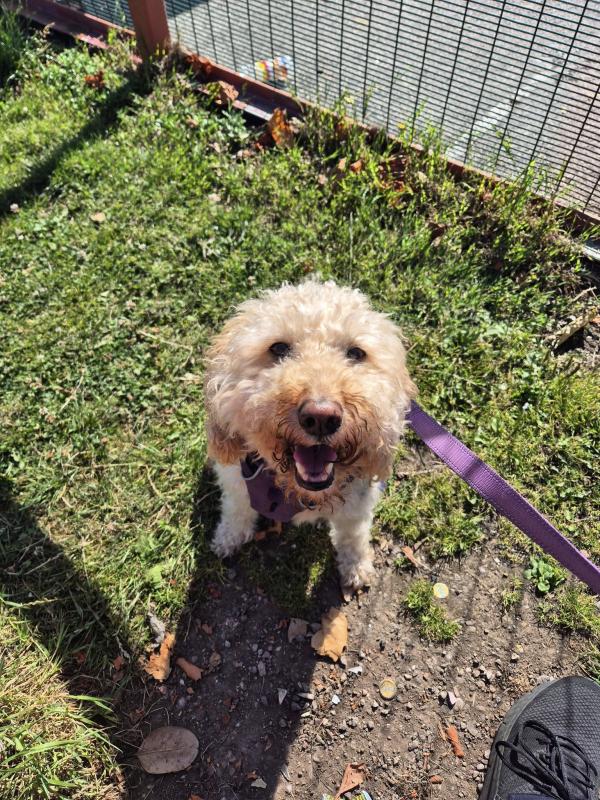 Walk and Wag Dog Walking and Pet Sitting Service