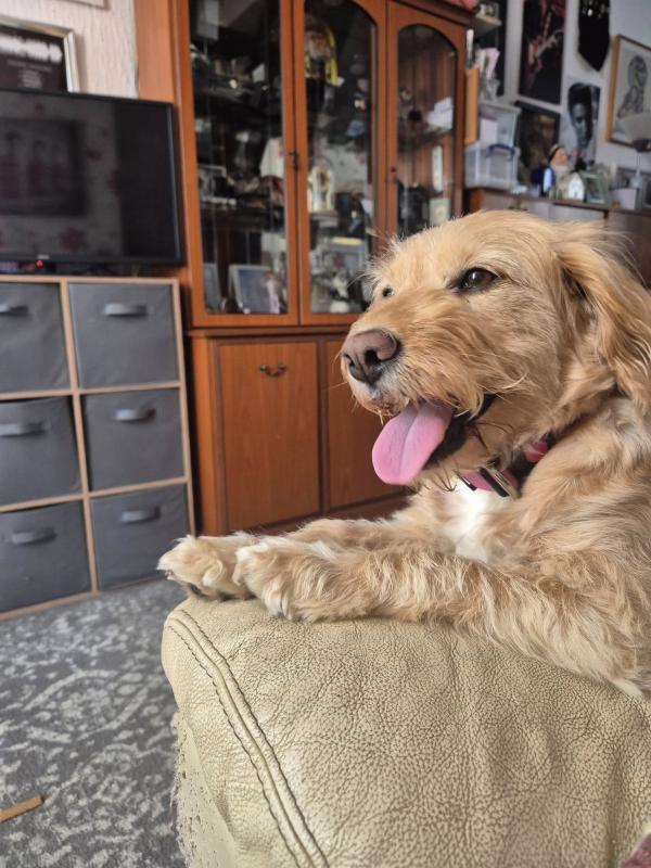 Walk and Wag Dog Walking and Pet Sitting Service