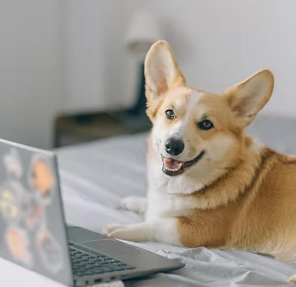 Pawsome Canines