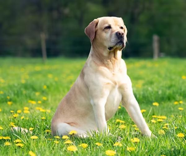 Pawsome Canines