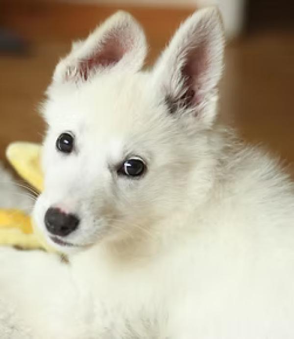 Pawsome Canines