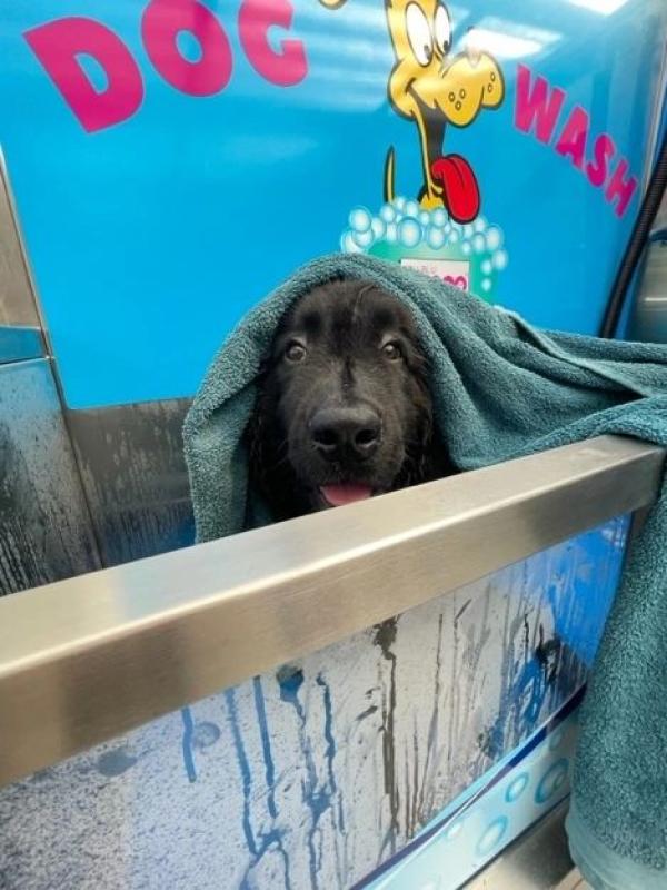 Stan's Dog Stop