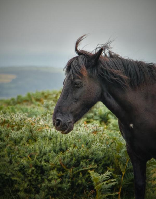Wild Tails Photography