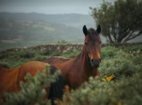 Wild Tails Photography