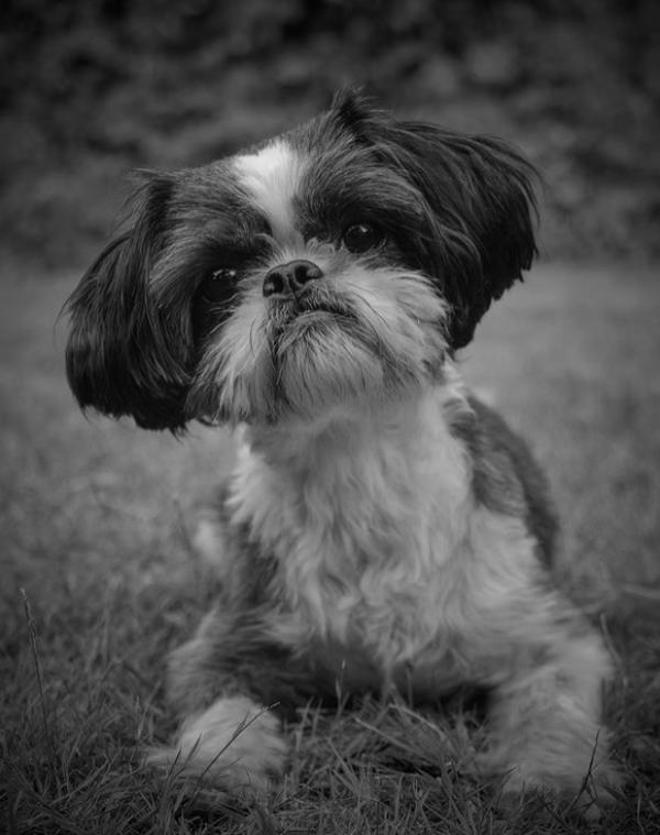 Wild Tails Photography