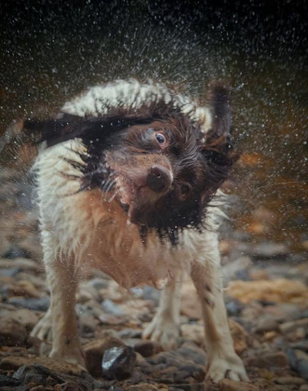 Wild Tails Photography