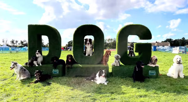 Curlabull Canine Training