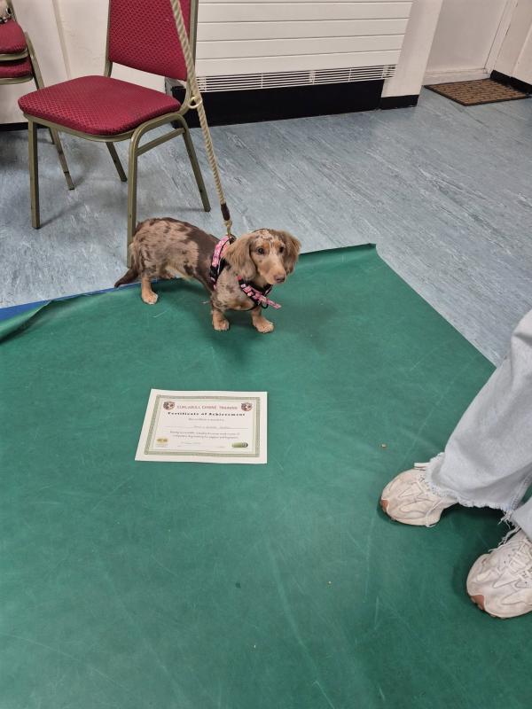 Curlabull Canine Training