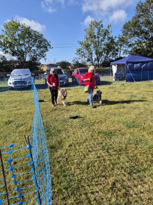 Curlabull Canine Training