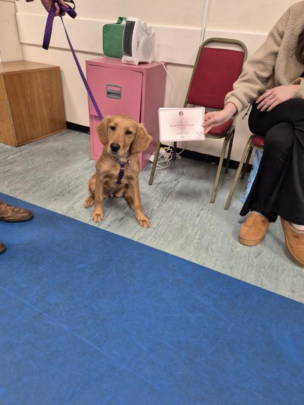 Curlabull Canine Training