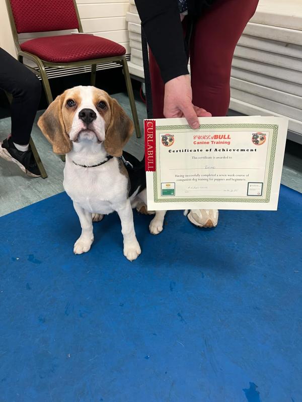 Curlabull Canine Training