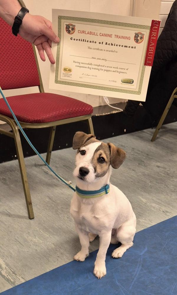 Curlabull Canine Training